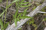 Pinnate prairie coneflower